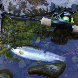 もののふ４５Ｓでアマゴ爆釣！